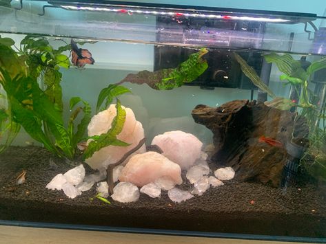 Crystal Fish Tank Decor, Rose Quartz Fish Tank, Fish Tank Crystals, Crystal Fish Tank, Crystal Aquarium, Cool Fish Tank Decorations, Axolotl Tank, Fish Tank Themes, Enclosure Ideas