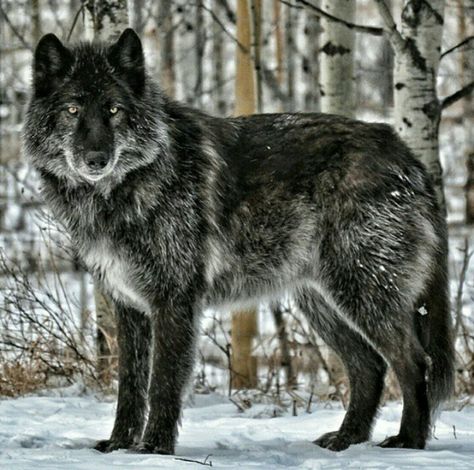 Timber Wolf Wolf Full Body Photography, Black Timber Wolf, British Columbia Wolf, Russian Wolf, Old Wolf, Real Wolf, Large Wolf, Pet Wolf, The White Wolf