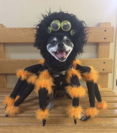 Chihuahua Halloween Costumes, Spider Halloween Costume, Dino Costume, Spider Costume, Spooky Costumes, Scary Dogs, Pet Halloween Costumes, Scary Costumes, Dog Halloween Costumes