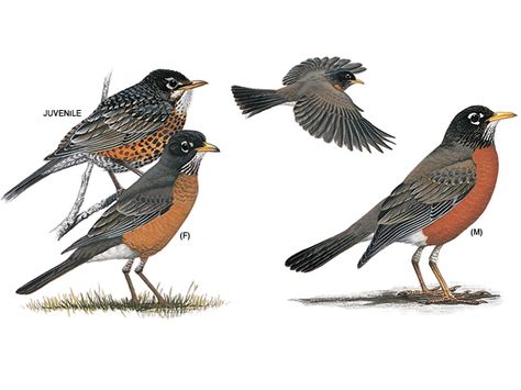 American Robin American Robin Bird, Robin Bird Tattoos, Robin Drawing, Robin Pictures, Johnny Jump Up, Birds Of North America, Hidden Art, Bird Identification, American Robin