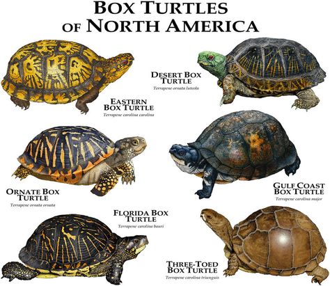 Box Turtles of North America by rogerdhall on DeviantArt                                                                                                                                                                                 More State Animals, Turtle Quotes, Box Turtles, Freshwater Turtles, Eastern Box Turtle, Land Turtles, Turtle Care, Animal Plates, Turtle Habitat