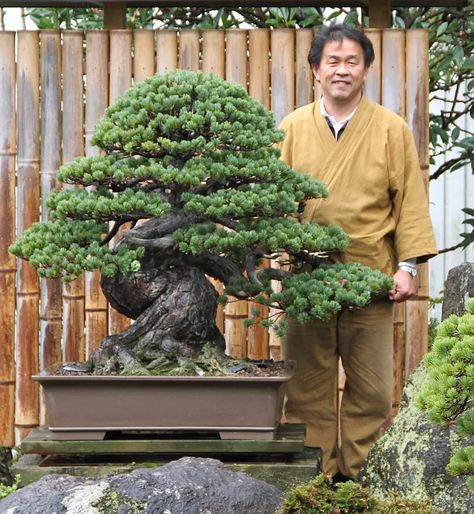 Bonsai Forest, Bonsai Tree Types, Pine Bonsai, Beautiful Bonsai, Bonsai Techniques, Bonsai Styles, Japanese Bonsai, Asian Garden, Bonsai Art