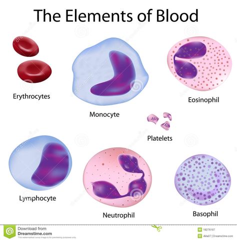 Pathophysiology Nursing, Types Of Blood Cells, Medical Assistant Student, Nursing School Survival, White Blood, Teaching Biology, Medical School Essentials, Medical Medium, Body Cells