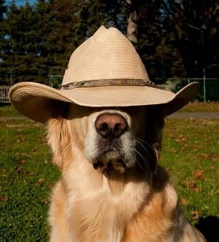 Howdy! Golden Retriever in cowboy hat. Pet Anime, Baby Farm Animals, Cute Animals Images, Cute Animal Photos, Animals Images, Cute Little Animals, Cowboy Hat, 귀여운 동물