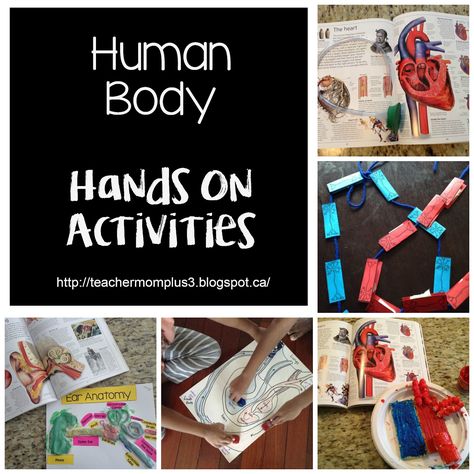 Health Science Classroom, Body Systems Activities, Anatomy Classroom, Apologia Anatomy, Human Body Science, Human Body Unit, Muscle Anatomy, Human Anatomy And Physiology, Science Curriculum