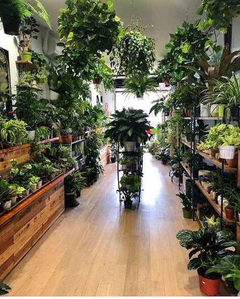 Flower Shop Decor, Vibeke Design, Garden Store, Plant Aesthetic, Indoor Garden Ideas, Garden Shop, Plant Nursery, Indoor Plant, Modern Homes