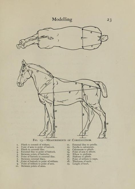 Anatomy Skeleton, Horse Art Drawing, Horse Sketch, Horse Anatomy, Vintage Science, Animal Study, Horse Drawing, Cleveland Museum Of Art, Horse Drawings