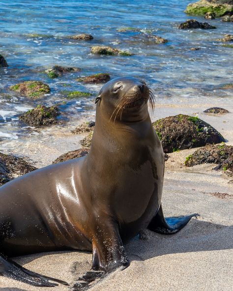 This Galapagos Sea Lion loves the island life! 🦭🌴 ☀️ 🌊 🌊 🌊 #galapagos #galápagos #galapagosislands #sancristobal #sealion #sealionsofinstagram #travelinspiration #wildlifephotography #wildlife #travelphotography #cozisadventures #traveldiaries Mer People, Florida Animals, Galapagos Sea Lion, Lion Love, Galapagos Islands, Sea Lion, Island Life, Wildlife Photography, Seals