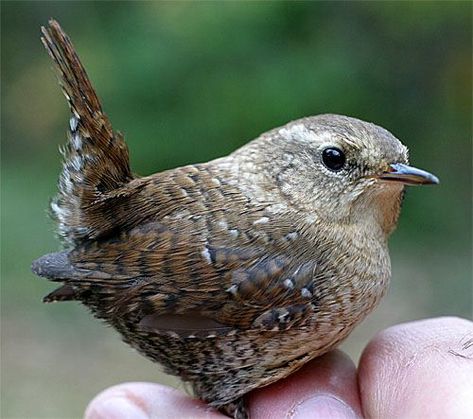 Wrens' songs are delightful and they come back to the same houses in our yard every year. Winter Wren, Bird Decorations, Fairy Wren, Bird Sitting, Kinds Of Birds, Backyard Birds, All Birds, Pretty Birds, Bird Photo