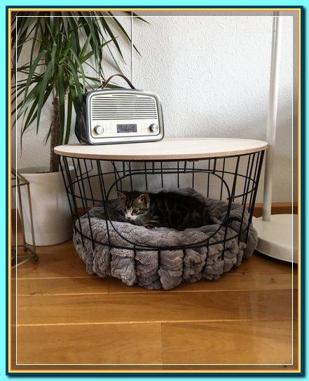 (paid link) How to Create a Safe Room for Your Cat Cool Cat Beds, Katt Diy, Katt Grejer, Wallpaper Macbook, Cat House Diy, Cat Room, Cat Diy, Cat Care, Pet Furniture