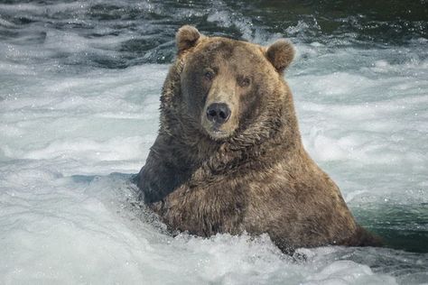 Alaska Day, Alaskan Brown Bear, Kodiak Bear, Katmai National Park, Young Animal, Love Bear, Grizzly Bear, In The Wild, The Bear