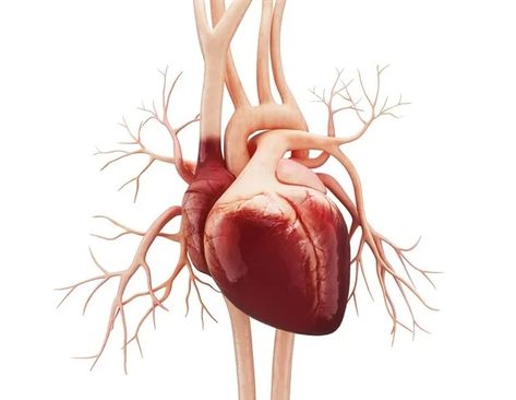 The amount of exercise may be more important than intensity to improve cardiovascular health, according to a new analysis of the first randomized clinical trial evaluating the effects of exercise amount and intensity in sedentary overweight men and women. Heart Journal, Heart Defect, Heart Function, Atrial Fibrillation, Heart Muscle, Heart Problems, Human Heart, Chest Pain, Cardiology