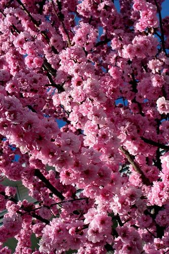 pic·a·X·is: Flowering Plum Explosion II Ornamental Trees Landscaping, Trees For Landscaping, Flowering Plum Tree, Tree Landscaping, Porch Trees, About Trees, Pretty Trees, Future Garden, Window Well