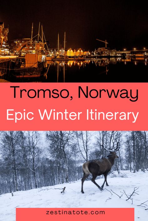 Tromso in winter with kids: Best winter activities in Tromso, Norway Norway Travel Winter, Norway In Winter, Tromsø Norway, Huskies Sled, Tromso Norway, Sled Ride, Wolf Lodge, Norway Travel, Tromso