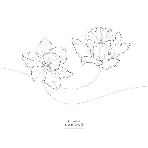 Flowers ⚘ Narciso ⚘ Narcissus ⚘ Narcissus Flower Outline, Narcissus Tattoo Myth, Narcissus Illustration, Narcissus Flower Drawing, Narcissus Daffodils, Narcissus Poeticus, Narcissus Flower Tattoo, Narcissus Tattoo, Mix Drawing