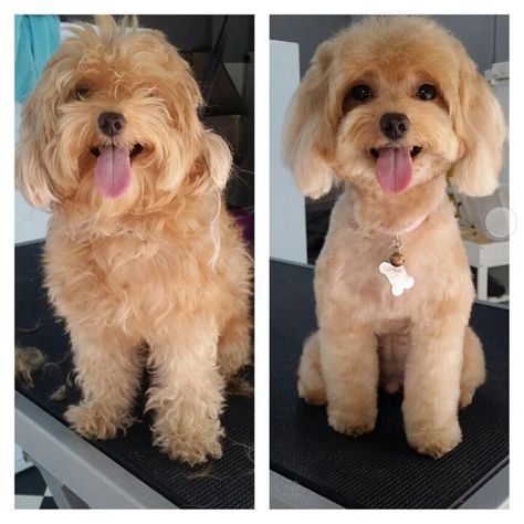 Maltipoo Short Haircut Styles, Cavoodle Grooming Styles, Bichonpoo Haircut, Poochon Dog Grooming Styles, Cavoodle Haircut Styles, Pomapoo Haircut Styles, Cute Dog Haircuts, Shihpoo Haircuts, Cockapoo Grooming Styles