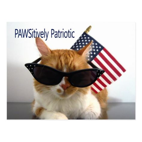 PAWSitively Patriotic Cat Postcard Cat Sympathy, Orange And White Cat, Patriotic Cat, Happy Presidents Day, Pet Sympathy Cards, Patriotic Dog, Memorial Poems, Pet Sympathy, Happy Memorial Day