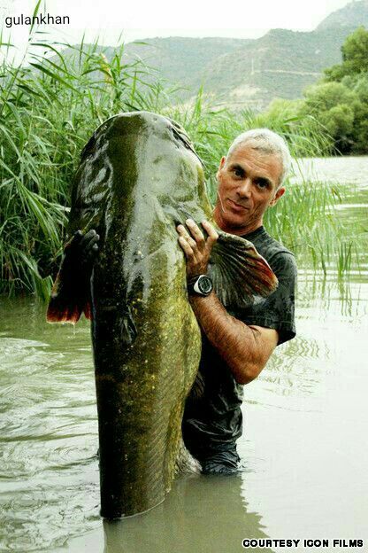 Somn capturat in Thailanda Wels Catfish, Jeremy Wade, River Monsters, Catfish Fishing, Monster Fishing, Fishing Pictures, Reef Tank, Fishing Life, Gone Fishing