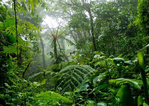 flora and fauna in forest of arden Rainforest Facts, Web Of Life, Belize Vacations, Midsummer Night's Dream, Costa Rican, The Rainforest, Tropical Rainforest, Tree Tops, Caribbean Sea