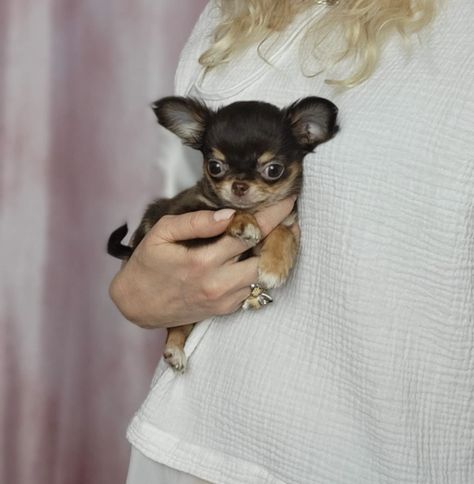 Apple Head Chihuahua Puppies Teacup & Mini Size in California Chihuahua Mini Toy, Cozy Cottage Interiors, Apple Head Chihuahua, Short Haired Chihuahua, Puppies Teacup, Teacup Chihuahua Puppies, Chihuahua Puppies For Sale, Apple Head, Puppy Images