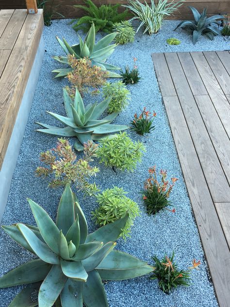 Drought tolerant plantings. Aloes and kangaroo paw. Succulent Landscape Design, River Rock Landscaping, Succulent Garden Design, Succulent Landscaping, Kangaroo Paw, Succulent Gardening, Garden Types, Desert Garden, Landscape Designs