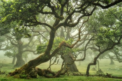 Forest Photos, Background Drawing, Ancient Forest, Old Trees, Arte Inspo, The Fog, Magical Forest, Environment Concept Art, Enchanted Forest