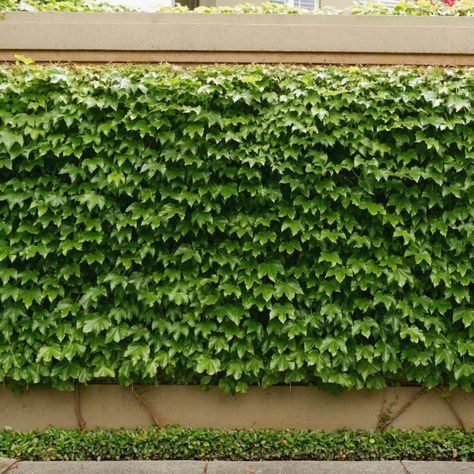 Hello Hello Plants Parthenocissus Boston Ivy green wall on fence Hydrangea Climbing, Ivy Fence, Parthenocissus Tricuspidata, Gardenia Jasminoides, Hydrangea Petiolaris, Boston Ivy, Ficus Pumila, Screen Plants, Garden Walls