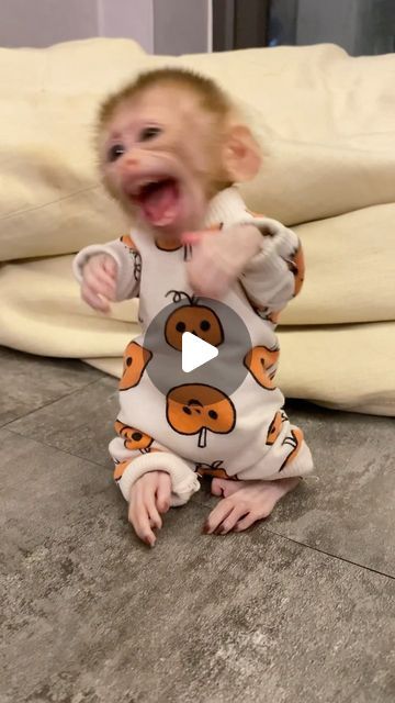 Baby Monkey Videos, Monkey Species, Cute Baby Monkey, Baby Monkey, Cute Funny Animals, Animals And Pets, Funny Animals, Cute Animals, Funny