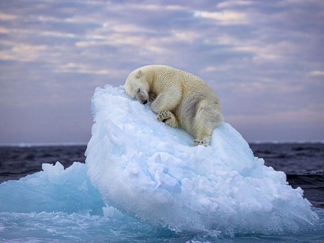 Napping Polar Bear Photo Wins Award, Drives Climate-Crisis Awareness Photo Ours, Turtle Pond, Wildlife Photographer, Tromso, Photography Contests, People's Choice Awards, Humpback Whale, Maasai, Photography Awards