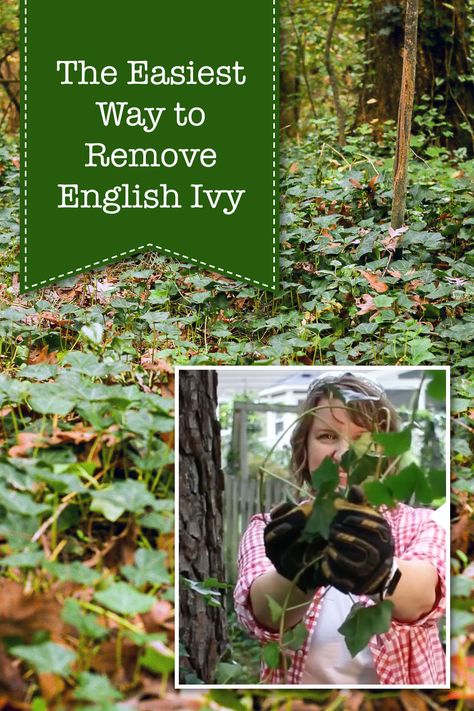 The Absolute Easiest Way to Get Rid of English Ivy. No back-breaking pulling or bending over. Garden Rake, Ivy Vine, English Ivy, Garden Yard Ideas, Going Natural, Garden Buildings, Yard Work, Backyard Projects, Brick House