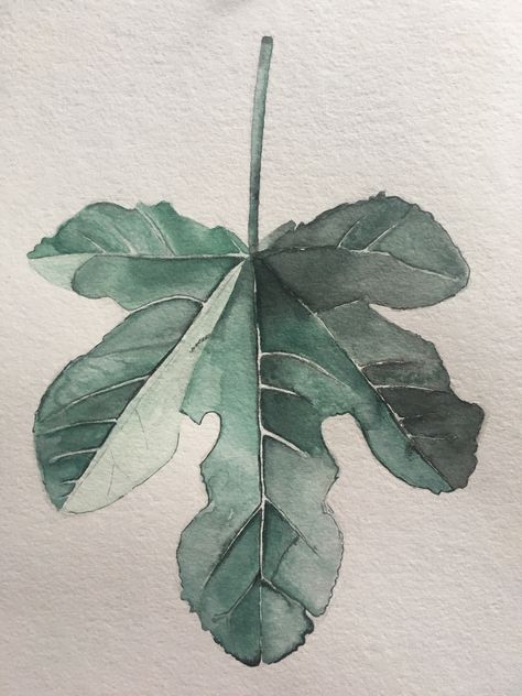 #watercolor #fig #leaf Fig Leaf Painting, Fig Leaf Drawing, Fig Leaf Tattoo, Fig Images, Fig Watercolor, Fig Tattoo, Fig Drawing, Fig Leaf, Watercolor Fruit