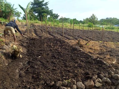 Sebuah aktivitas mahasiswa Fapetrik UM Parepare dalam memanfaatkan dan mengelola lahan tidur milik persyarikatan menjadi lahan budidaya pertanian. Caping Petani, Lahan Pertanian, Taman Ismail Marzuki, Penebangan Pohon Liar, Tanaman Outdoor Tahan Panas