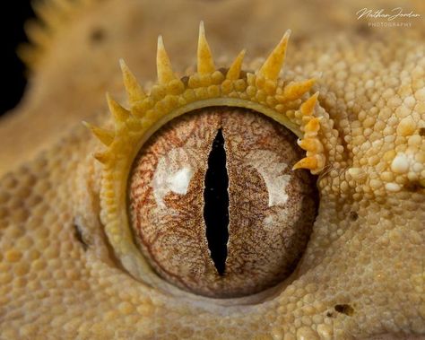 Reptile Eye, Lizard Eye, Close Up Art, Eye Close Up, Shadow Dragon, Reptile Skin, Cute Reptiles, Crested Gecko, Magic Eyes