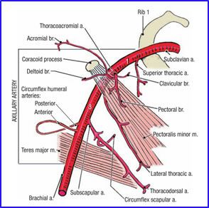 Axillary Artery, Vascular Sonography, Blood Vessels Anatomy, Limb Anatomy, Upper Limb Anatomy, Human Anatomy Chart, Anatomy Lab, Arteries Anatomy, Shoulder Anatomy