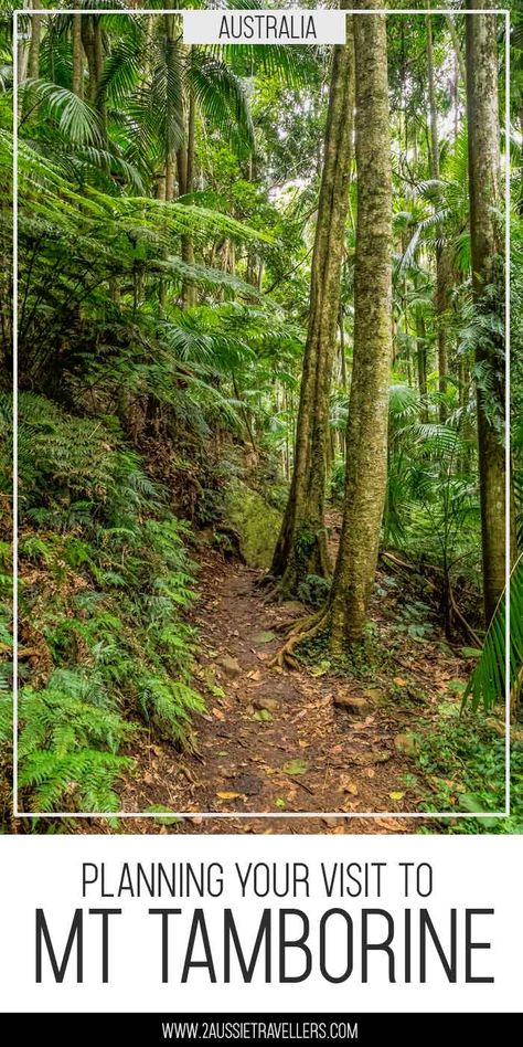 Heading from the Gold Coast into the rainforest there are so many things to do in Mt Tamborine, hiking, waterfalls, fantastic food, wineries Tambourine Mountain, Mt Tamborine, Australia Itinerary, Australia Travel Guide, Oceania Travel, The Rainforest, Travel Australia, New Zealand Travel, Travel Pins