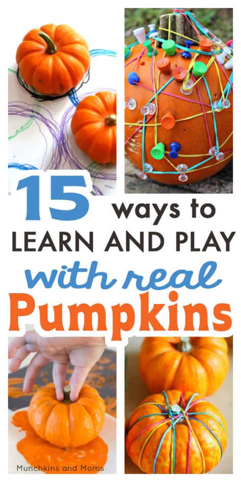 15 Ways to Learn and Play with Real Pumpkins! What To Do With Mini Pumpkins, Pumpkin Ideas For Preschoolers, Pumpkin Activity Kindergarten, Hands On Pumpkin Activities Preschool, Halloween Pumpkin Activities For Kids, Pumpkin Activities For Infants, Real Pumpkin Crafts, Things To Do With Pumpkins, Pumpkin Eyfs Activities