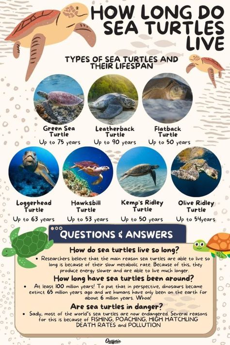 Sea turtles are exceptionally hard to track, but what we do know is that they live exceptionally long lives. Check out Outforia's latest article and learn how long do sea turtles live and the factors affecting their life spans. Types Of Sea Turtles, Sea Turtle Facts, Oceanography Marine Biology, Sea Turtle Species, Animal Infographic, Sea Turtle Pictures, Biology Major, Loggerhead Sea Turtle, Marine Pollution