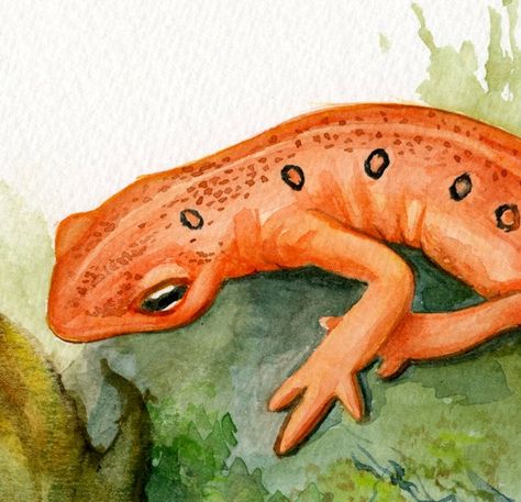 Salamander Painting, Orange Salamander, Salamander Illustration, Watercolor Lizard, Camping Vbs, Cottagecore Bedroom, Ap Drawing, Forest Illustration, Casino Sites