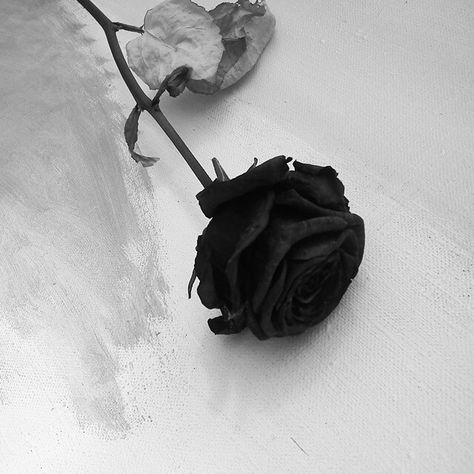 | Pintrest : @ambercp1997 Black Rose Aesthetic Dark, Minimalistic Icons, Black Flowers Wallpaper, Icon Photography, Icons For Apps, Y2k Icons, Minimalist Icons, Flower Icons, Rosé Aesthetic