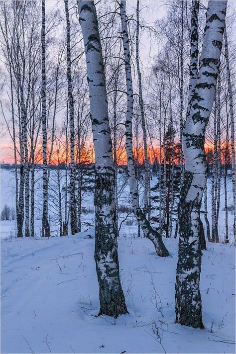 Winter Forest Photography, I Will Not Lose, 자작나무 그림, Not Going Out, Winter Landscape Photography, Forest Sunset, Winter Nature, Landscape Photography Nature, Aspen Trees