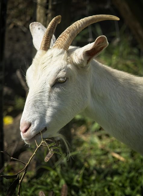 Goat Nanny Horns, #Goat, #Horns, #Nanny Goat Open Mouth, Animals Wallpaper Aesthetic, Goat Photos, Goat Photography, Cute Animals Wallpaper, Wallpaper Aesthetic Nature, Goat Demon, Goat Photo, Goat Pictures