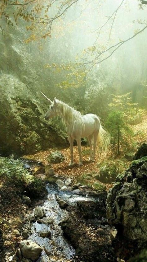 Foster Aesthetic, Sophie Foster, Art Vampire, Dengeki Daisy, Unicorn And Fairies, Fairytale Aesthetic, Magical Horses, Real Unicorn, Enchanted Wood