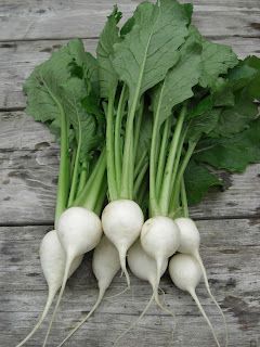 Featured Vegetable of the week: Baby White Turnips White Turnips, White Turnip, Spring Soups, Poppy Seed Dressing, Radish Salad, Turnip Greens, Turnips, Smoked Ham, New Roots