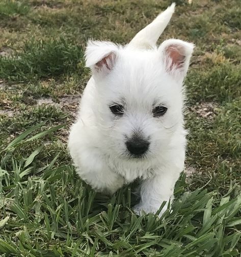 Susie is a Female West Highland White Terrier puppy for sale at PuppySpot. Call us today to learn more (reference 549173 when you call). Westie Puppies For Sale, Westie Puppies, Terrier Puppy, Terrier Puppies, West Highland White, White Terrier, West Highland White Terrier, West Highlands, Puppies For Sale