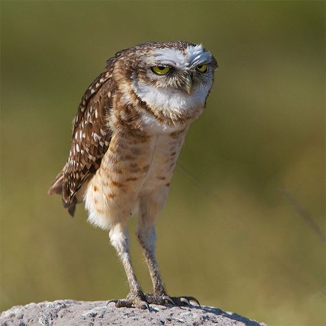 The Actual Length of Owl Legs Will Never Stop Being Funny Owl Legs, Owl Photography, Burrowing Owl, Funny Owls, Small Owl, Interesting Pictures, Owl Photos, Owl Pictures, Beautiful Owl