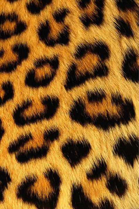 Cad pares on We Heart It Green Cheetah Print Wallpaper, Letters Ideas, Holiday Wallpapers, Leopard Print Wallpaper, Cheetah Print Wallpaper, Green Leopard Print, Twt Header, Butterfly Wallpaper Backgrounds, Dragon Artwork Fantasy