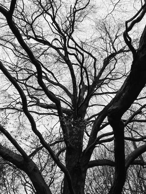 Leafless Tree, Low Angle Shot, White Branches, Tree Photo, Low Angle, Winter Wood, Tall Trees, Abstract Tree, Big Tree