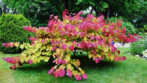 Cercis Canadensis, Redbud Tree, Eternal Flame, Gardening Landscaping, Landscaping Plants, Photo Credit, Garden Landscaping, Landscaping, Trees