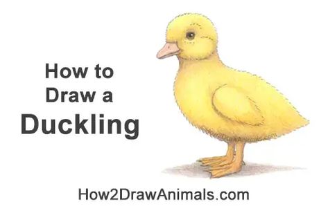 Draw a Baby Duck Duckling Duck Drawing, Drawing Instructions, Drawing Tutorials For Beginners, Baby Duck, New Drawing, What To Draw, Baby Ducks, Baby On The Way, Learn How To Draw