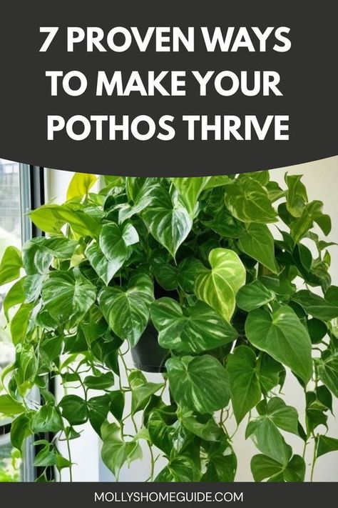 Discover the secrets to growing fuller pothos plants with these expert tips and tricks. Whether you're a beginner or seasoned gardener, learn how to care for your pothos and encourage lush, thriving growth. From proper lighting and watering techniques to fertilizing and pruning strategies, this guide covers everything you need to know about cultivating beautiful, vibrant pothos plants in your home or garden. Caring For Pothos Plant, Pathos In Bathroom, Large Pothos Indoor, Pothos Care Guide, Pothos Plant Care Tips, Pothos Decoration Ideas, How To Care For Pothos Plant, Pathos Plant Decor Ideas, Propagating Pothos In Water